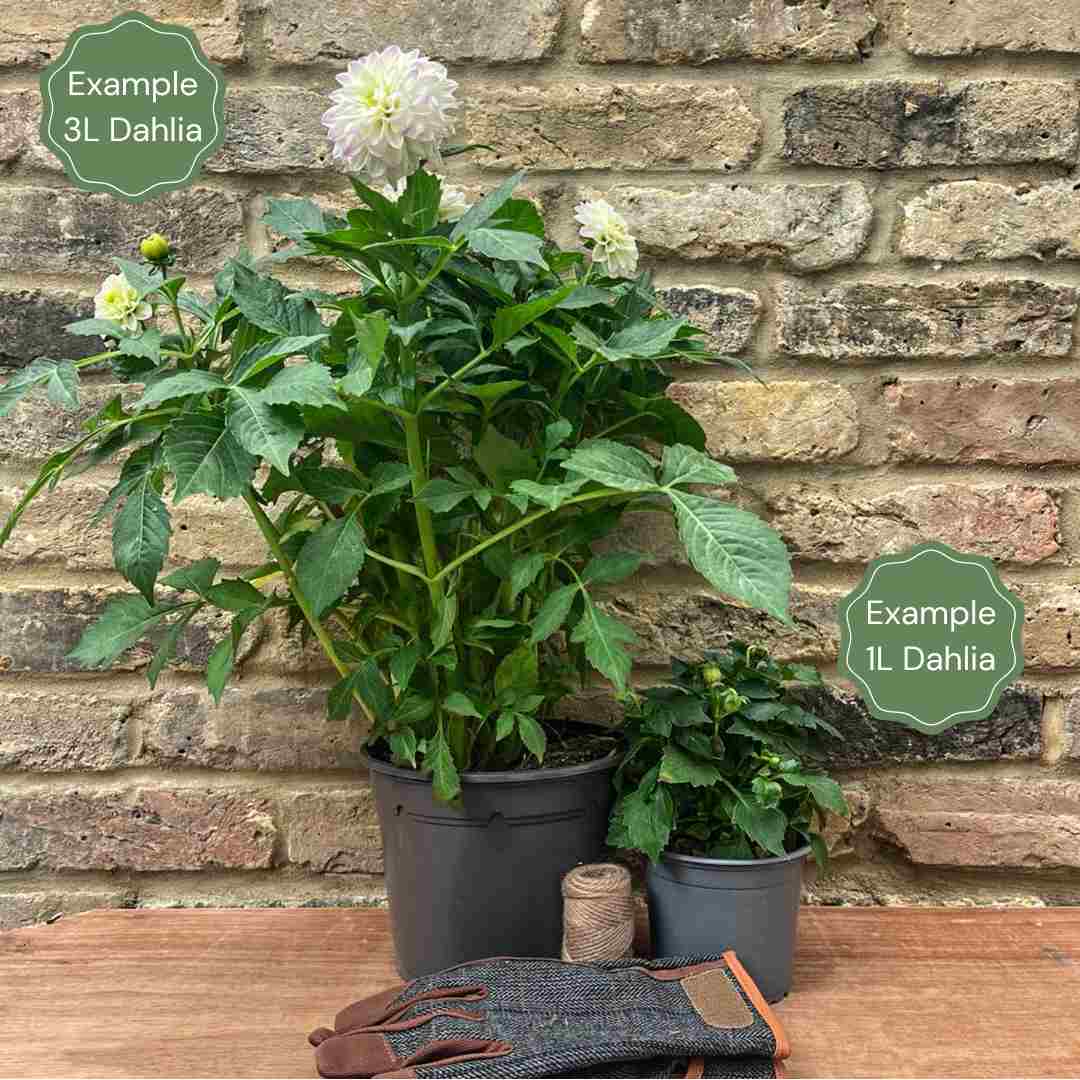 1_4c56ff5f-9ce8-42e6-9d8d-f5abd2d75086